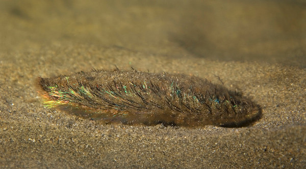 2. 1920px-Aphrodita_aculeata_(Sea_mouse).jpg