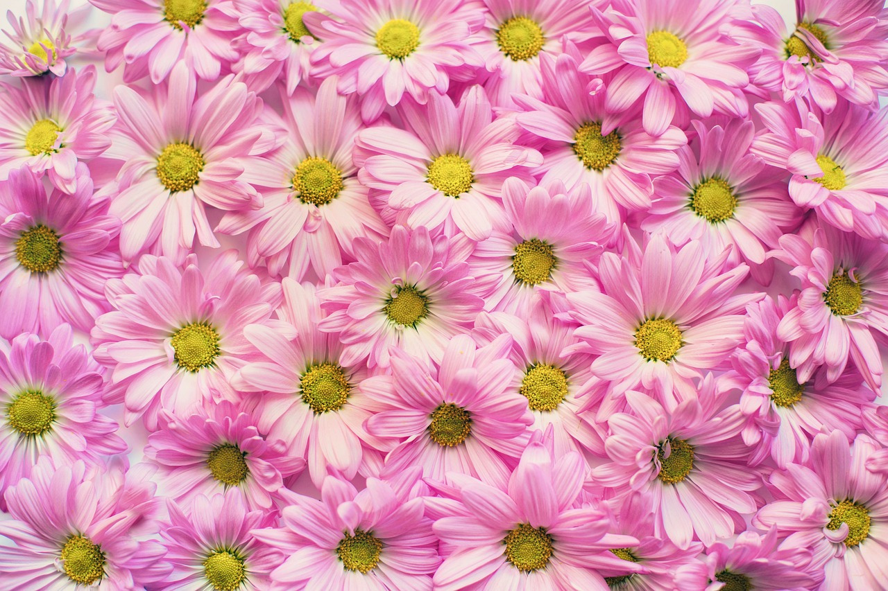 pink-daisies-2121591_1280.jpg