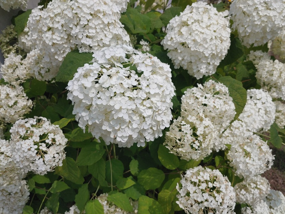 KakaoTalk_20200716_110315271_17 (1).jpg