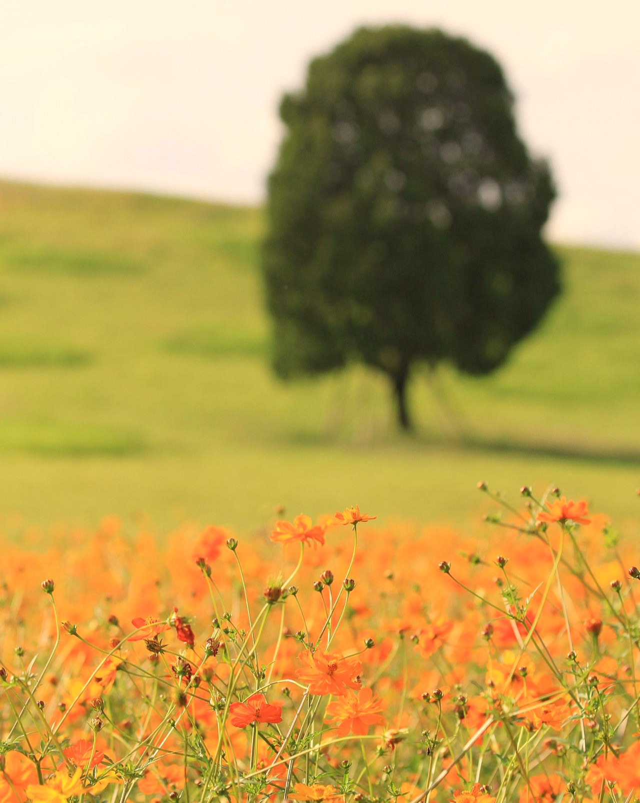 1510013201209009m_Olympic Park.jpg