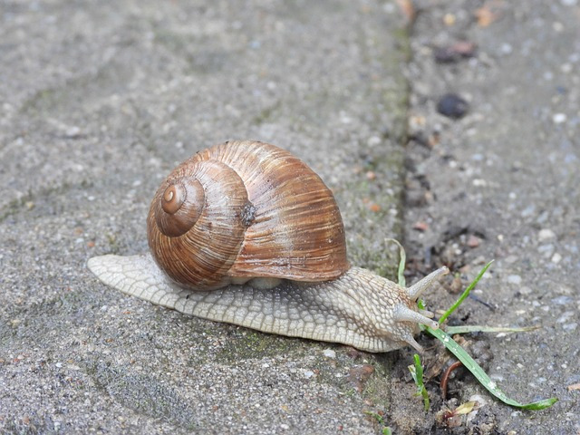 snail-4088311_640     satynek from Pixabay.jpg