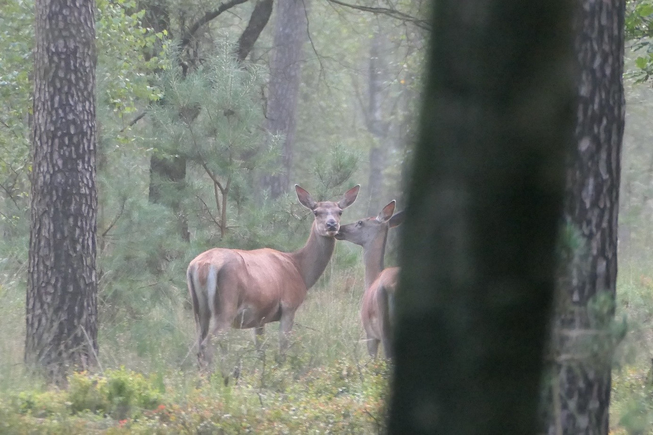 NK Two Deer Photo.jpg