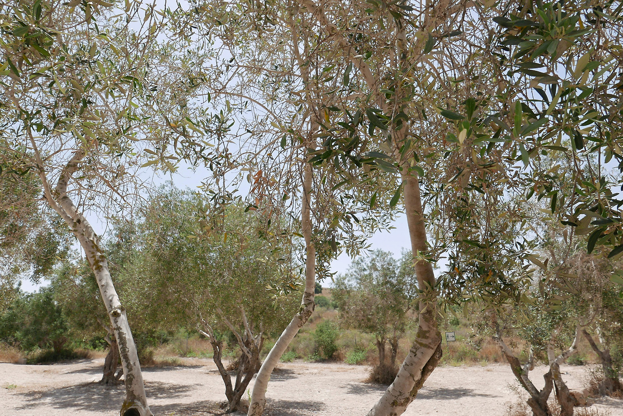 E224 2018 Caves of Maresha and Beit Guvrin in the Judean Lowlands as a Microcosm of the Land of the Caves L1320261_f.jpg