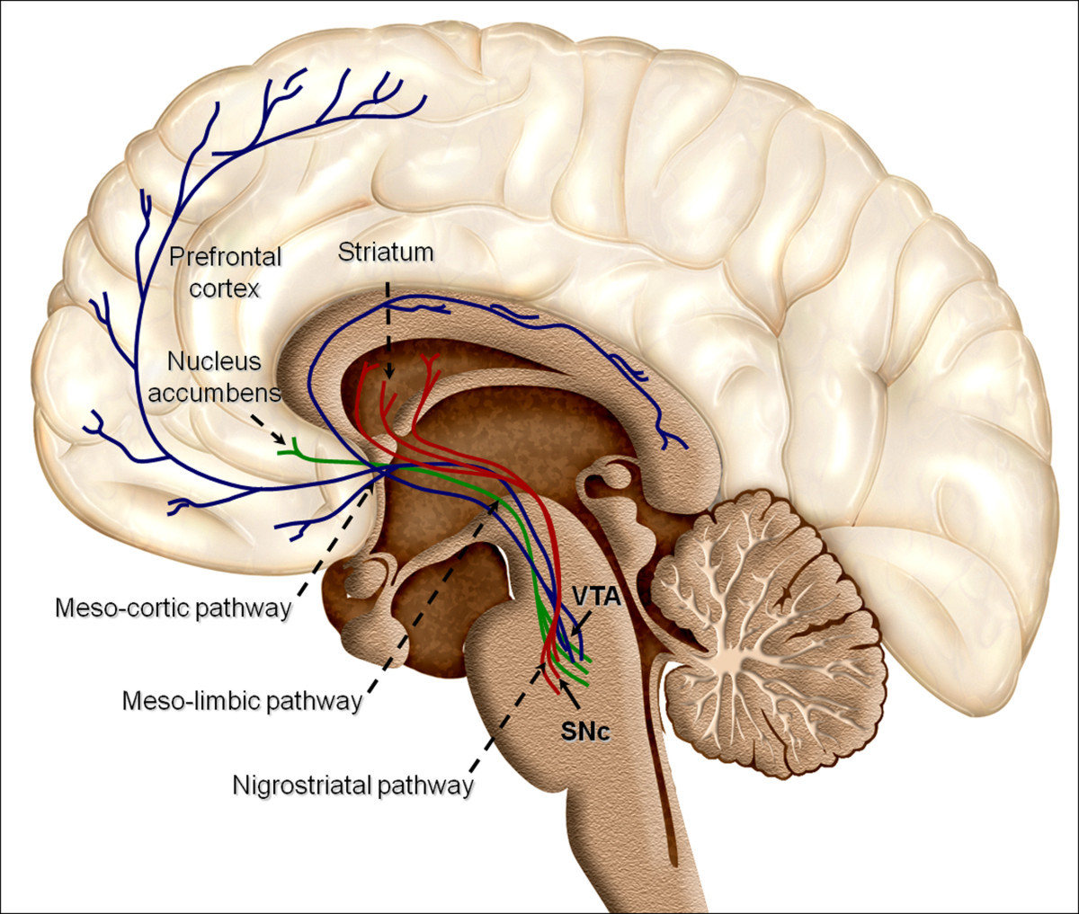 Overview_of_reward_structures_in_the_human_brain.jpg