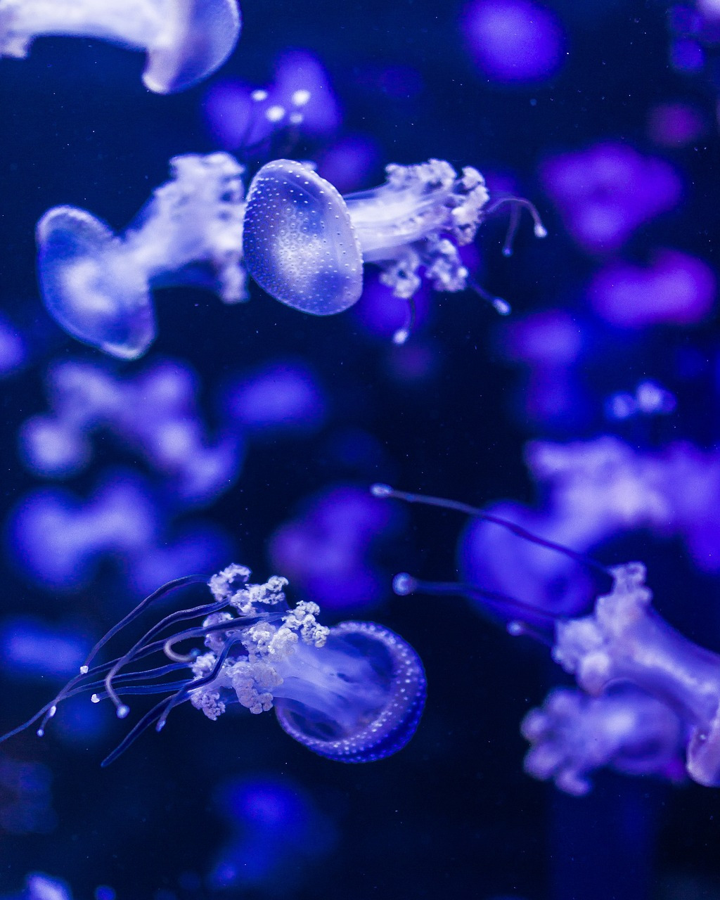 jellyfish-3609068_1280.jpg