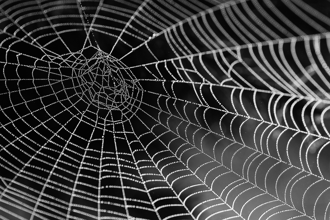 cobweb-921039_1280.jpg