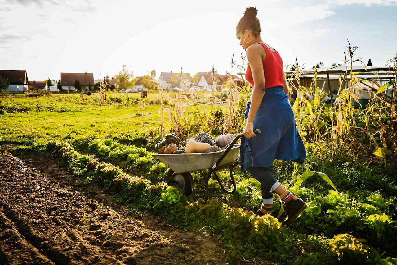 urban-farmer-transporting-freshly-harvested-pumpkins-in-wheelbarrow-907717424-2602510229b5489ca5f728f54dae7264.jpg