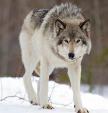 grey-wolf-therapeutics-cancer-immunotherapies.jpg