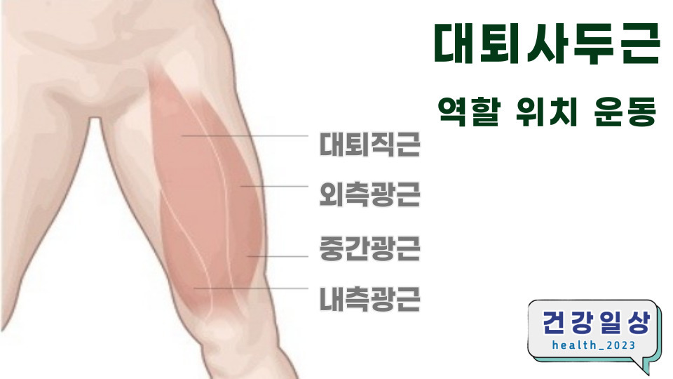 대퇴사두근_역할_위치_기능_운동_대퇴사두근단축증_원인_증상0.jpg