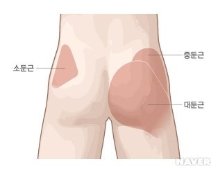 엉덩이부위의근육.jpg