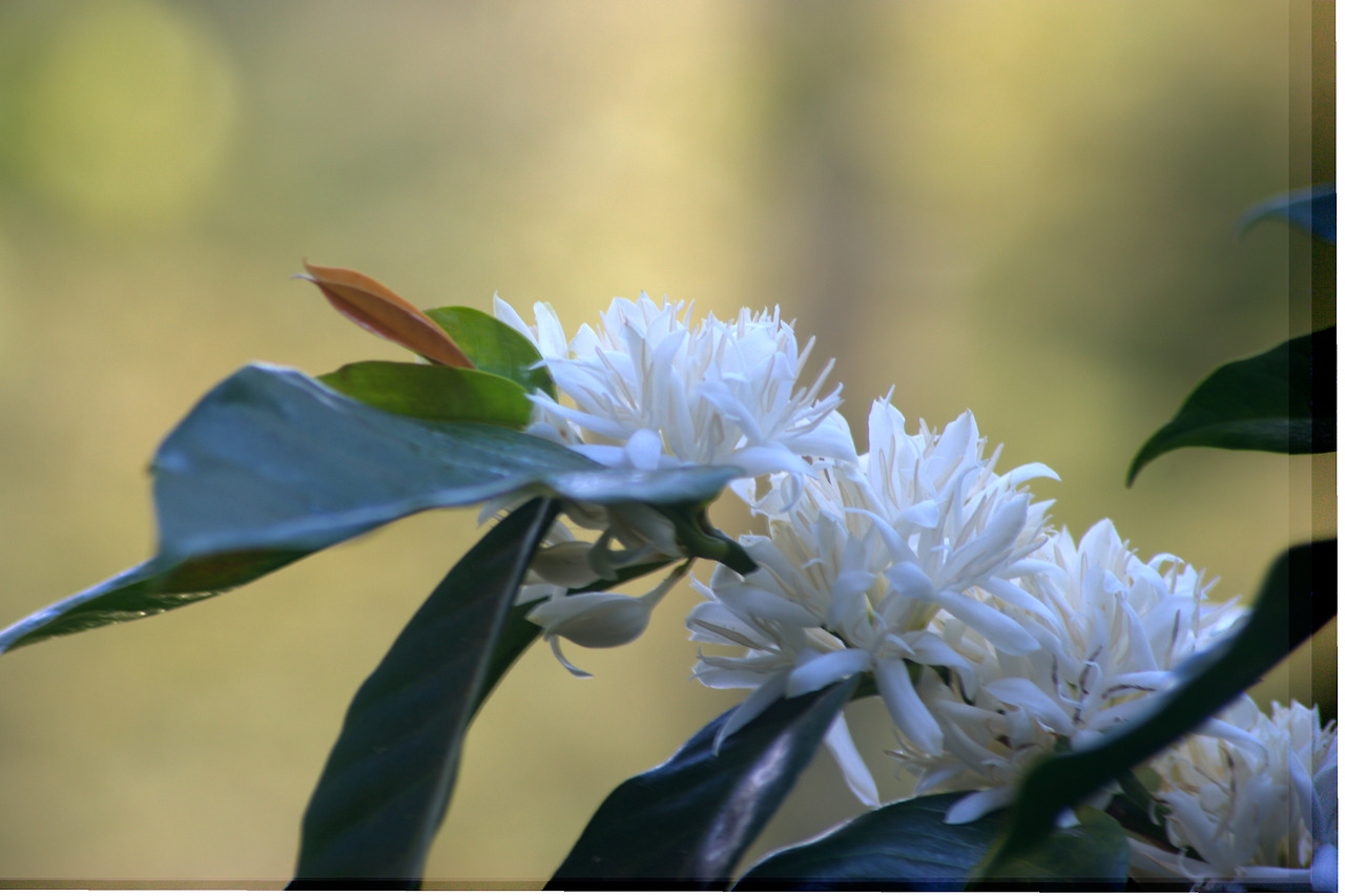 Foto(flores de café)-1.jpg