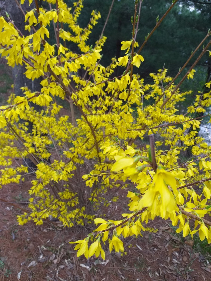 카스 개나리.jpg