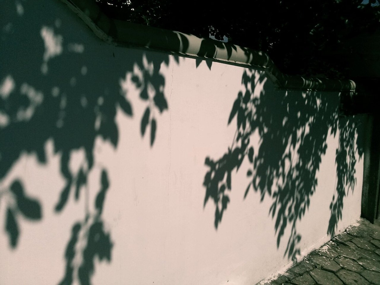 카스 흑백담벼락.jpg