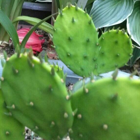 카스 선인장.jpg