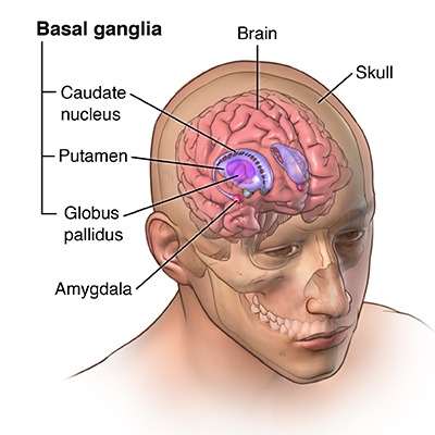 basal ganglia.jpg