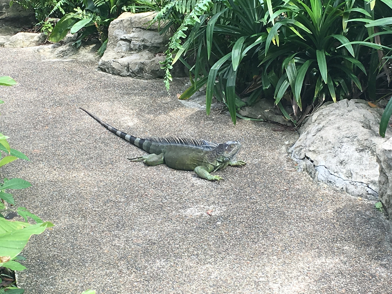 이구아나.jpg