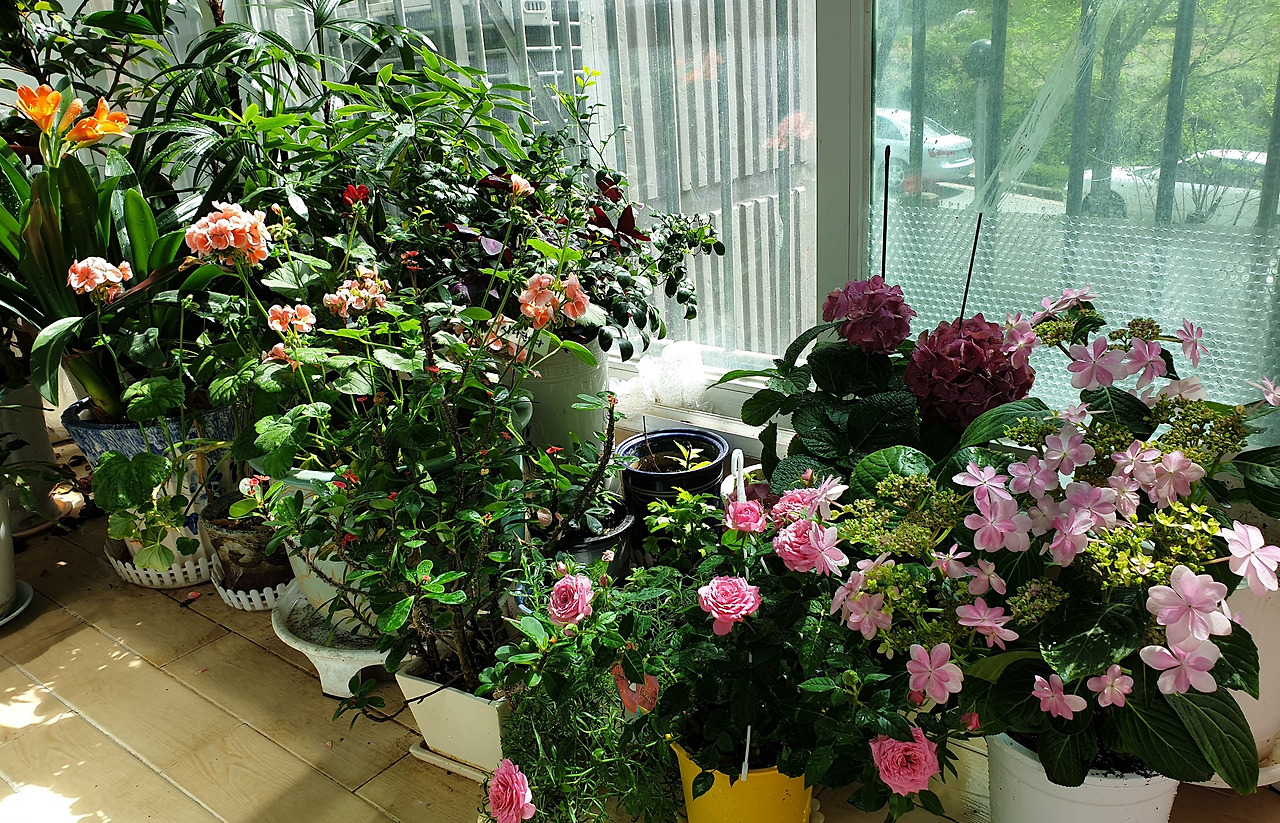 2019년 여름의 베란다.jpg