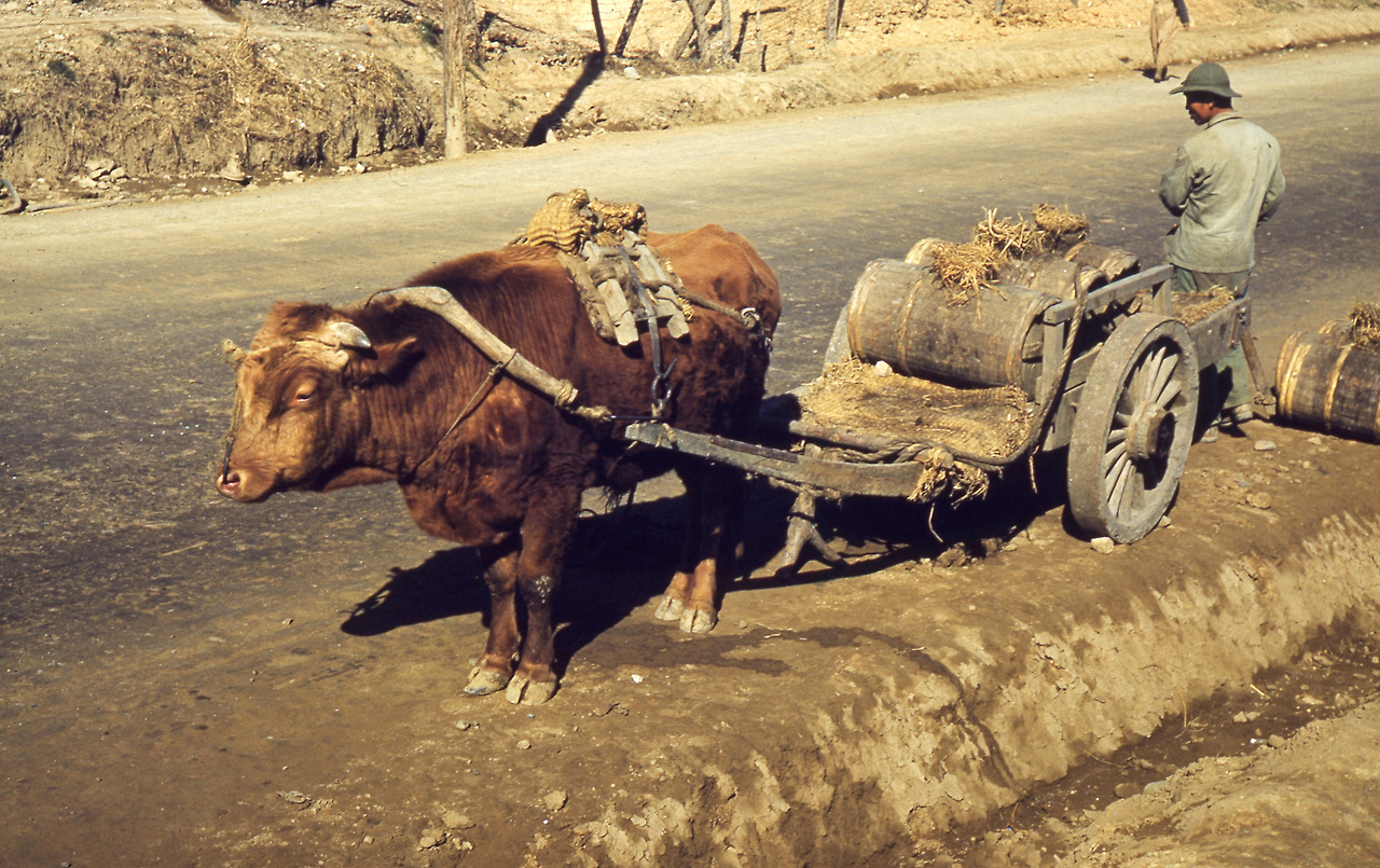 공유마당, 1951년 대구 외곽의 거름장군을 실은 소수레(저작자 표시).jpg