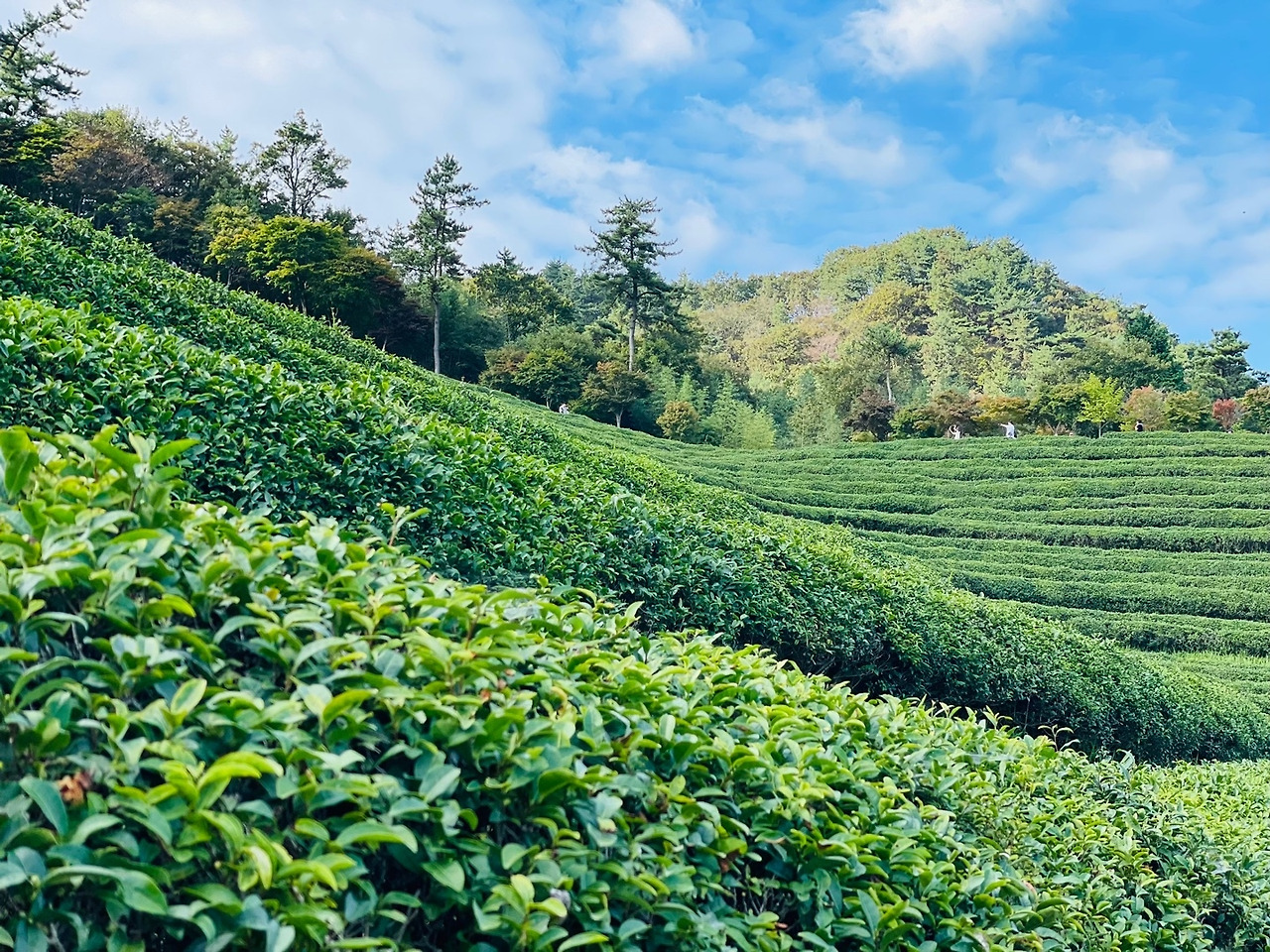 보성녹차밭11.jpg