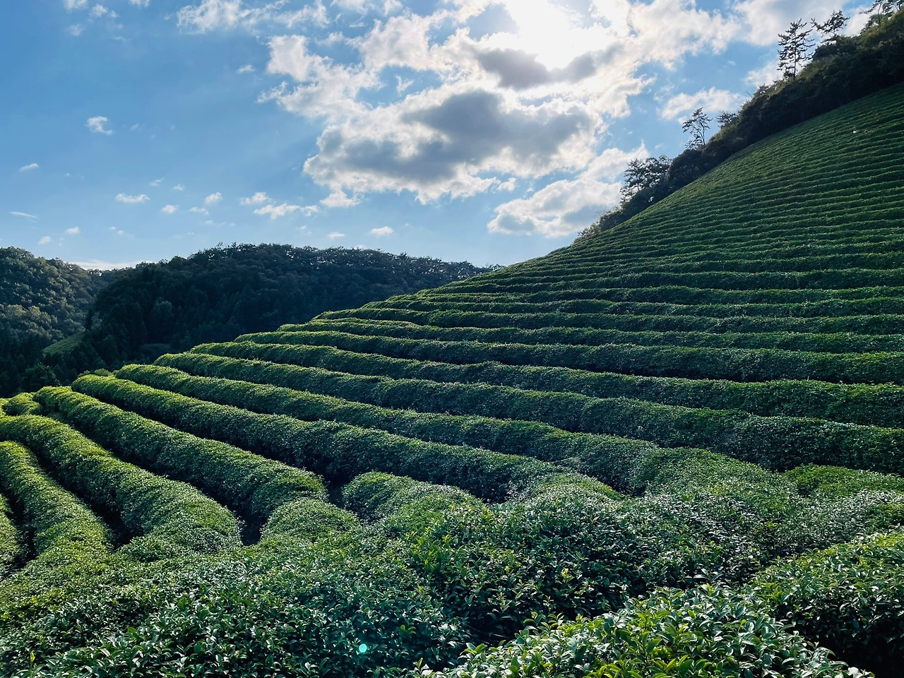 보성녹차밭17.jpg