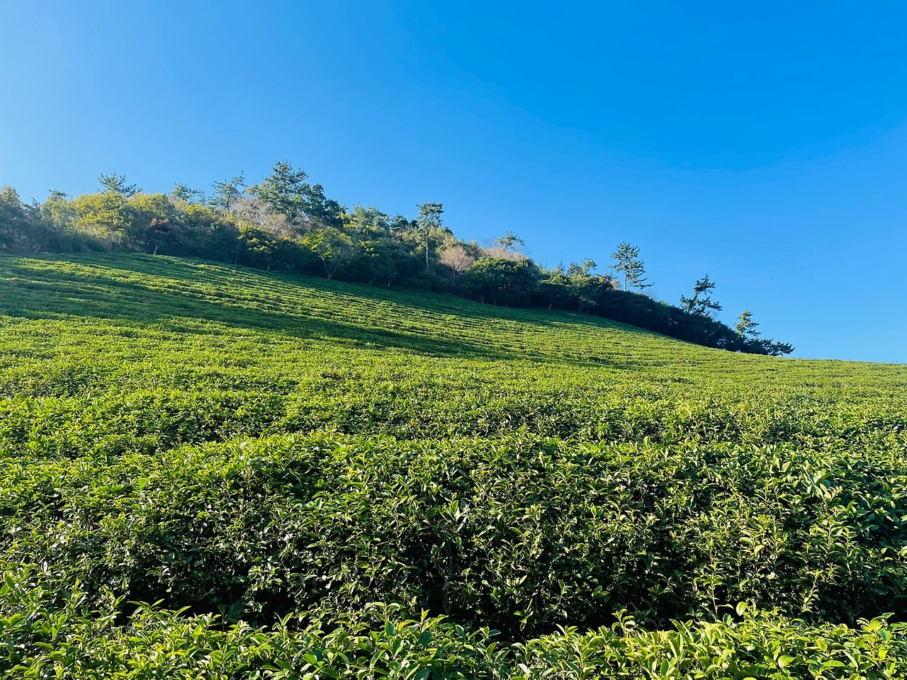 보성녹차밭24.jpg