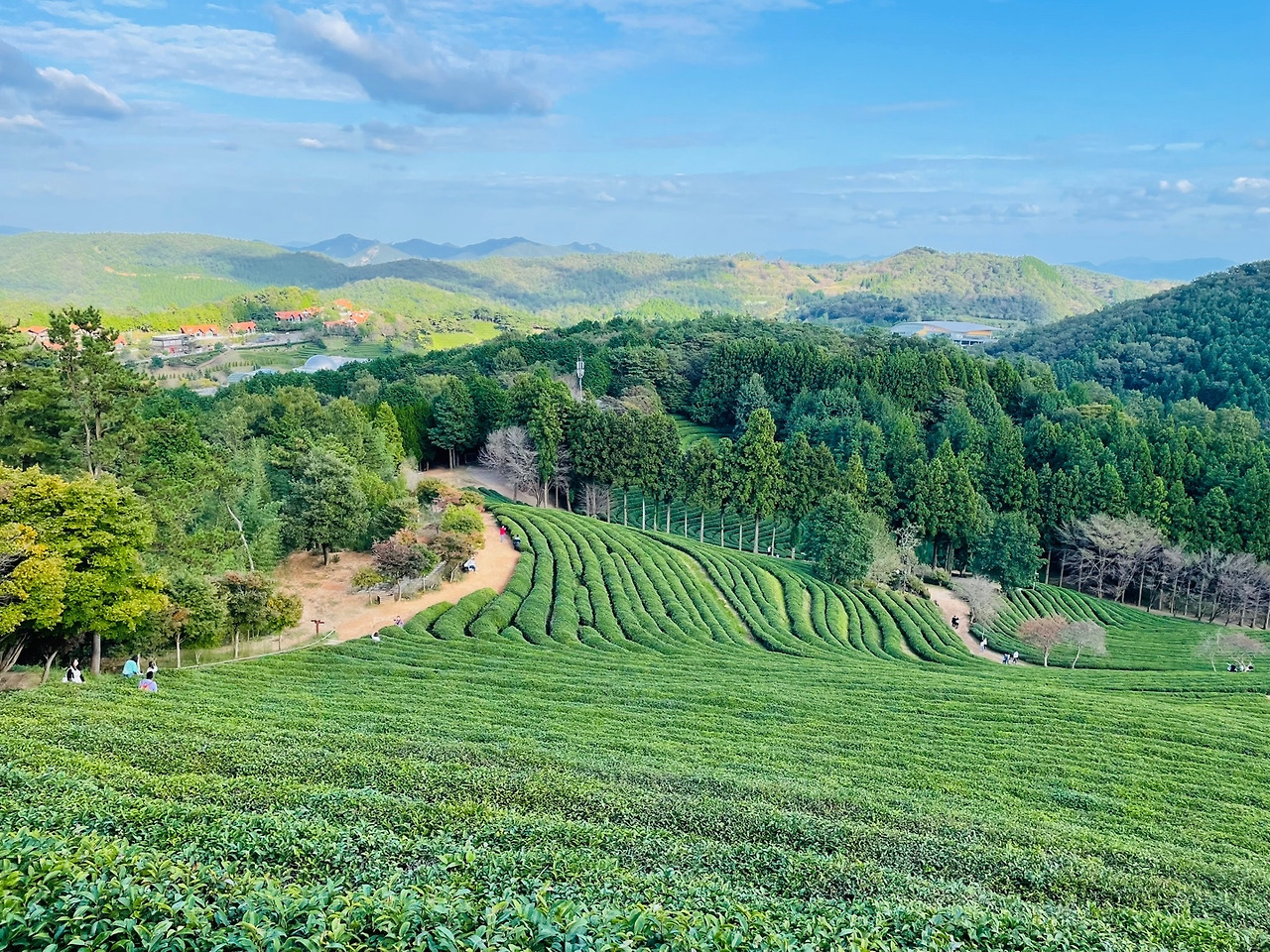 보성녹차밭23.jpg