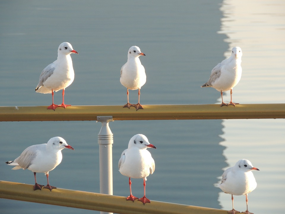 seagulls-781672_960_720.jpg