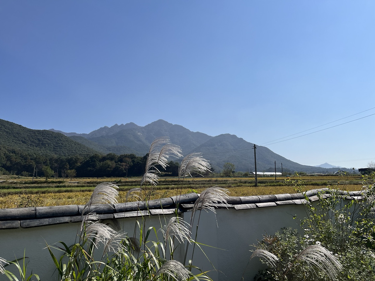 공주시골집 억새.jpg