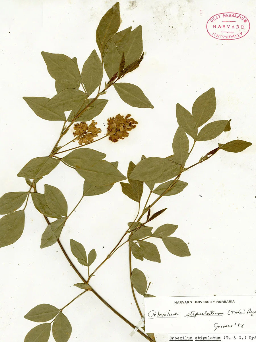 orbexilum-stipulatum_photo-harvardherbarium-900x1200.jpg