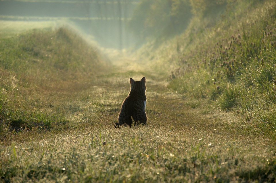 Fog-Cat-Atmospheric-Nature-Solitude-5148855.jpg