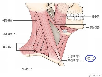 목빗근.jpg