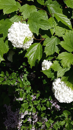 화분 정원4_수국.jpg