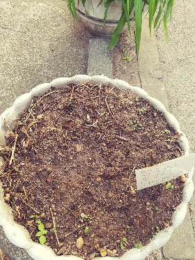 맨드라미 싹1.jpg