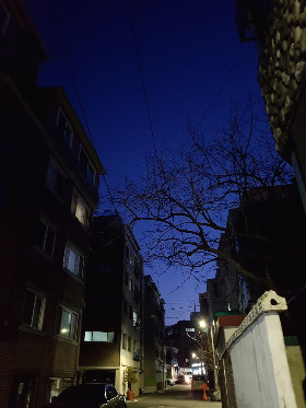 감나무 사진.jpg