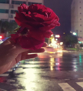 비오는날장미.jpg