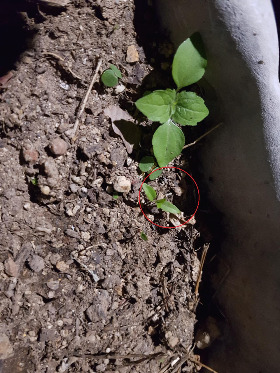 맨드라미 싹2.jpg