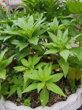 맨드라미 자랄때4.jpg