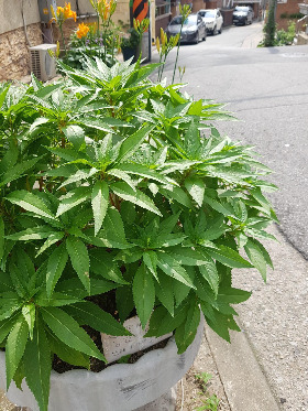 맨드라미 자랄때5.jpg