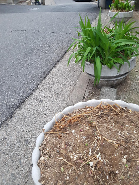 화단 위 음식물쓰레기 치운 후.jpg