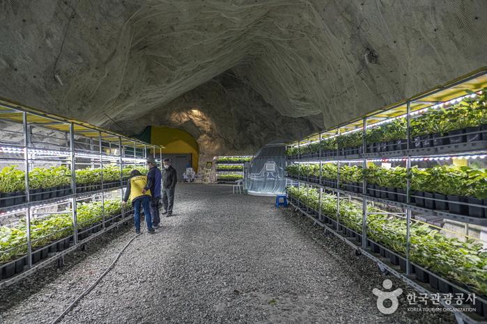 활옥동굴3.jpg