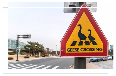 거위들의 횡단보도.jpg