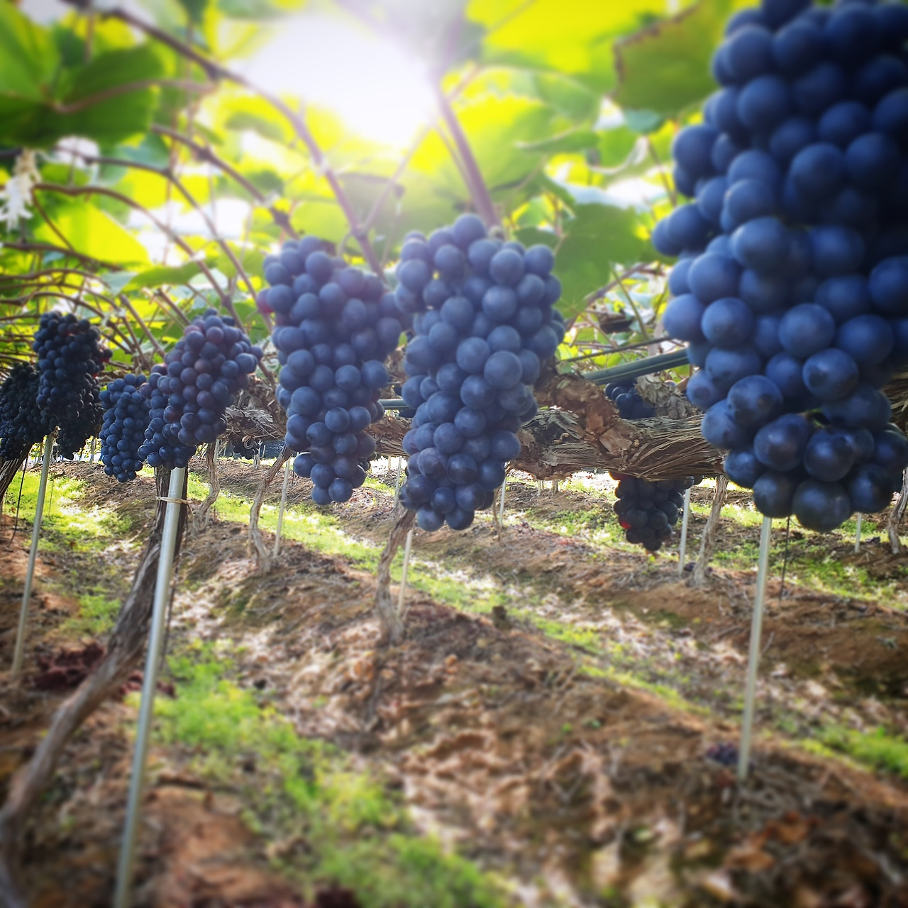 포도와 씨앗.jpg