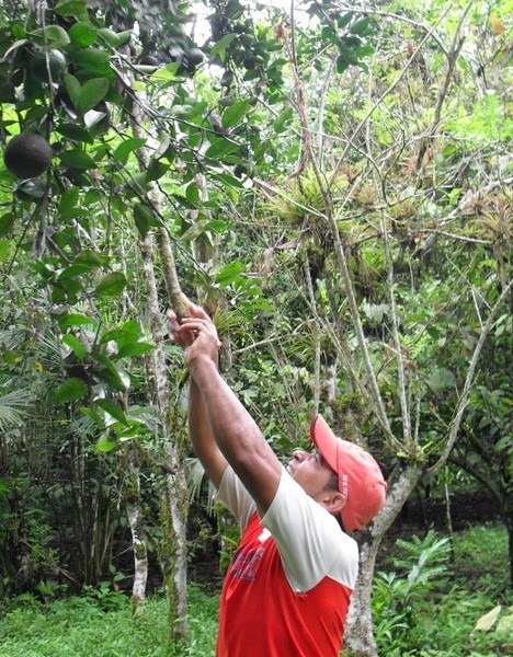 과일_allup7 (2).jpg