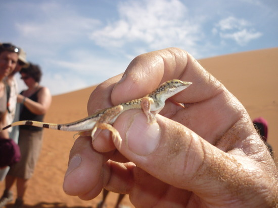 사막도마뱀.jpg
