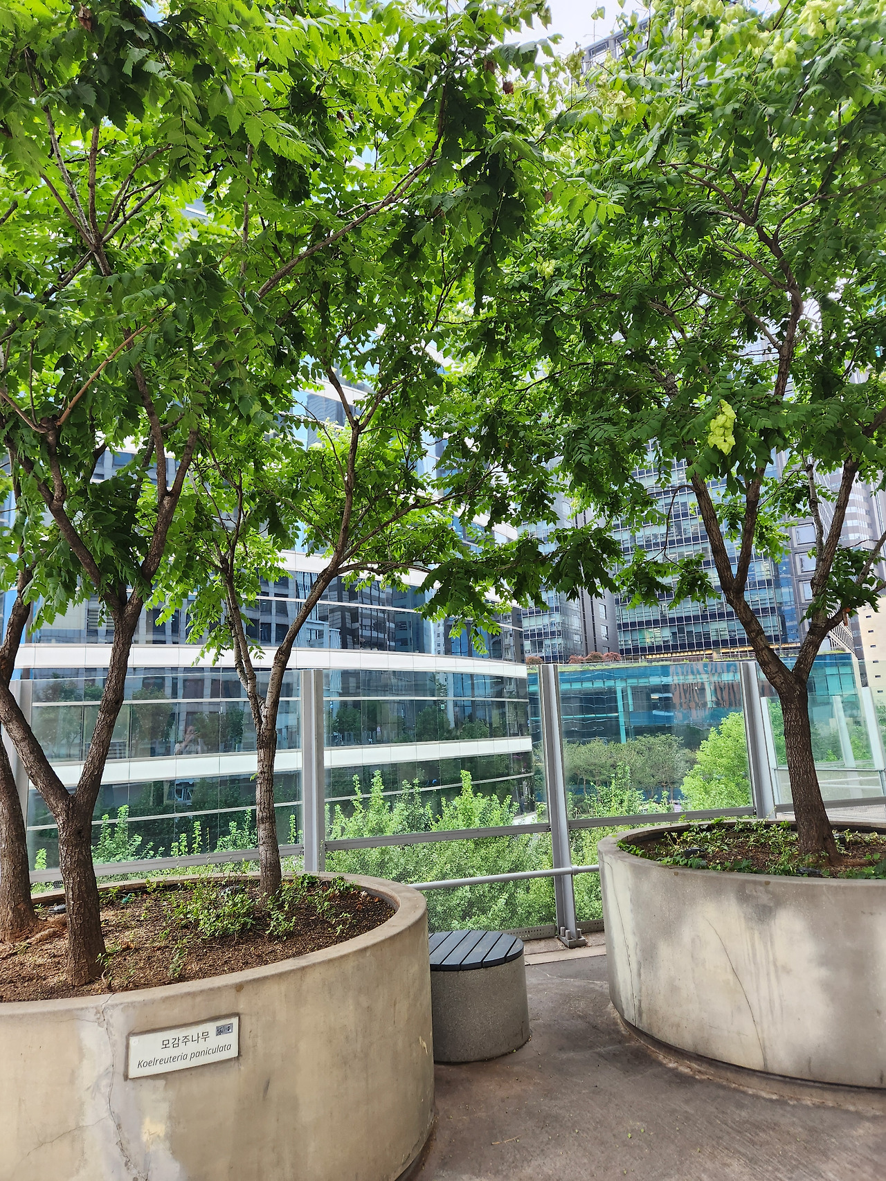 모감주 나무.jpg