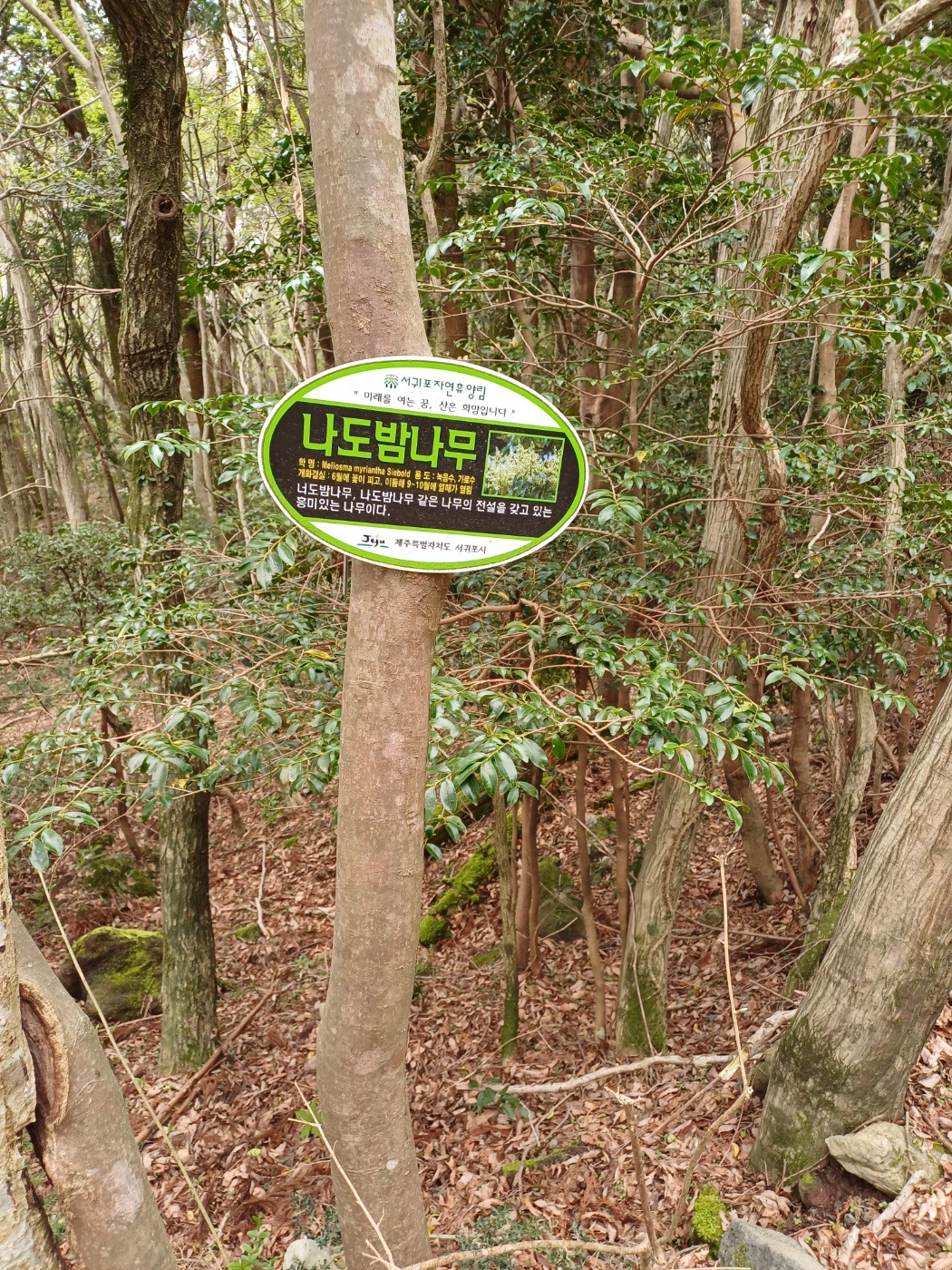 나도밤나무.jpg