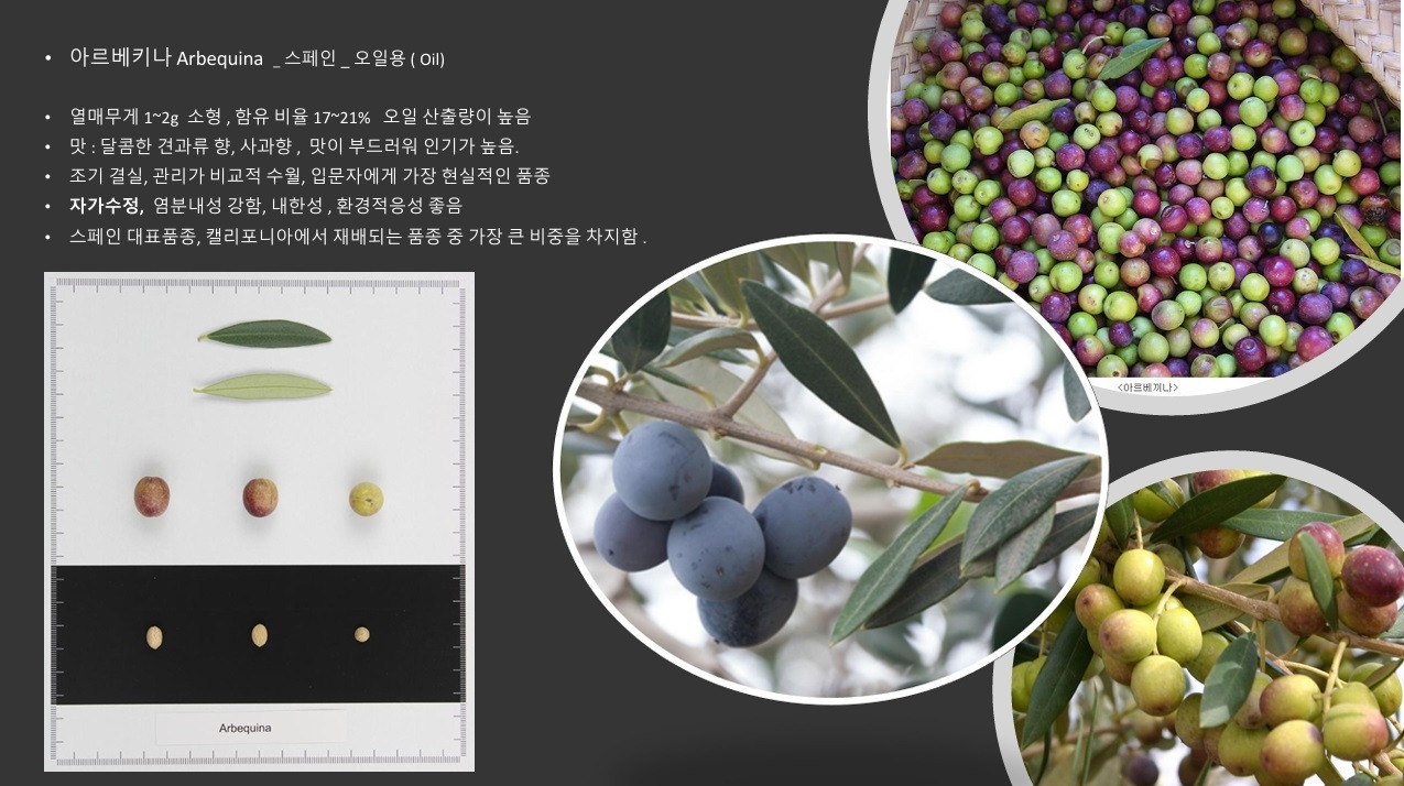 올리브품종-아르베키나.jpg