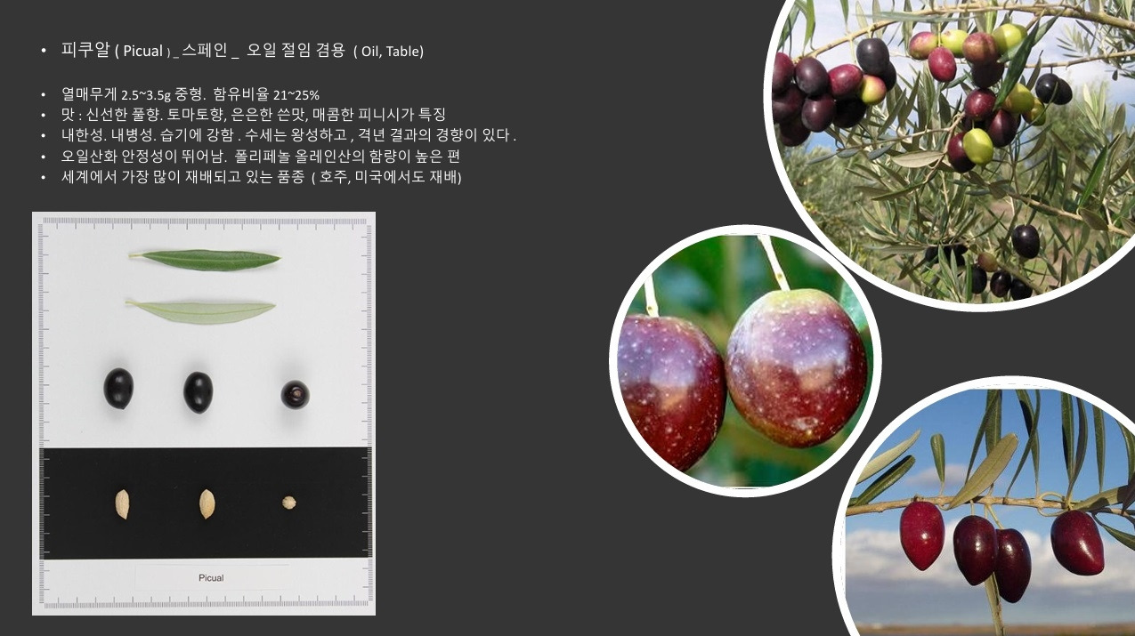 올리브품종-피쿠알.jpg