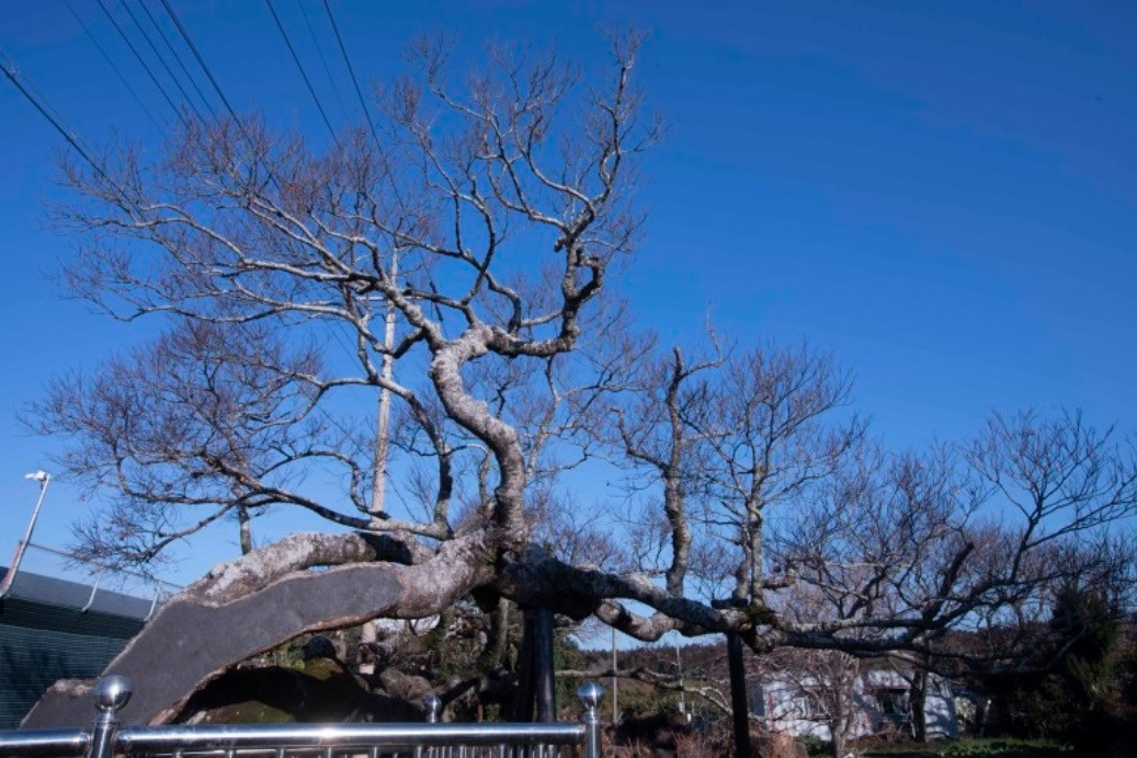 삼밭구석 팽나무 -1.jpg