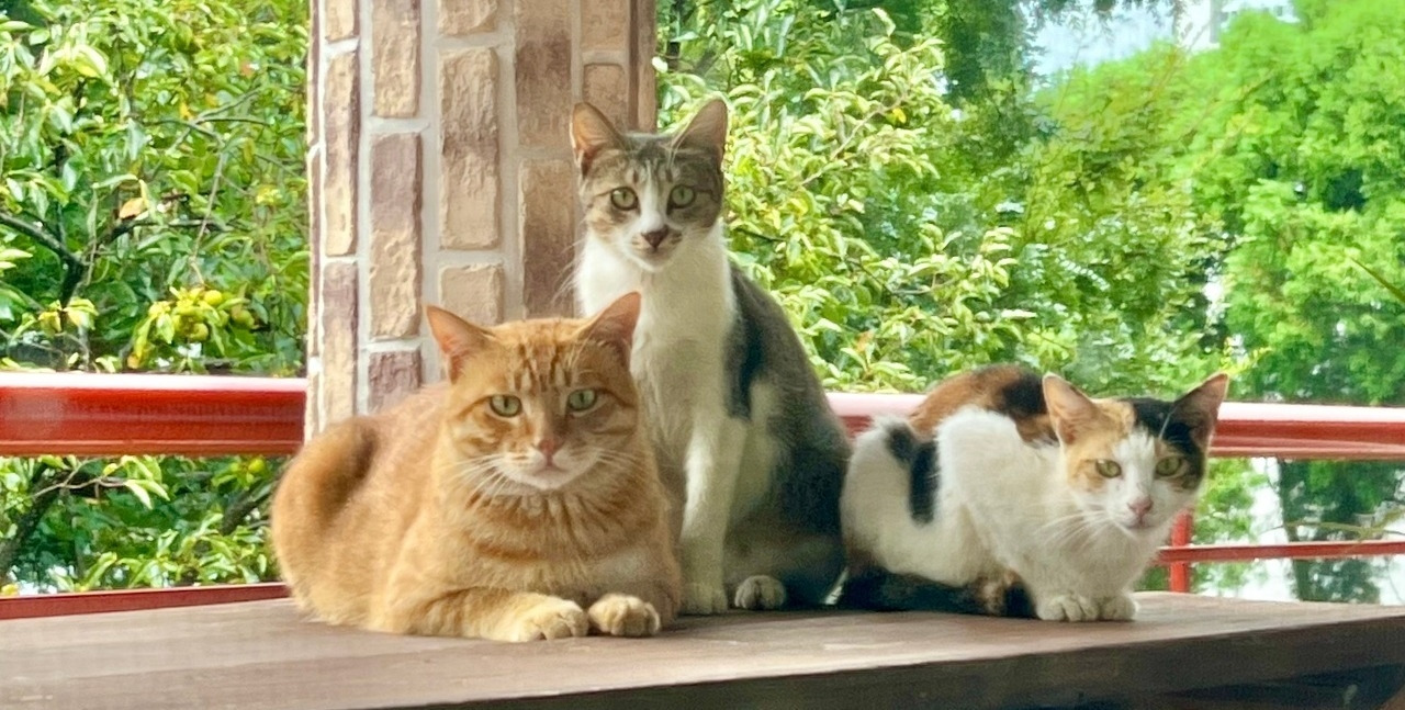 고양이 1 - 자른사진.jpg